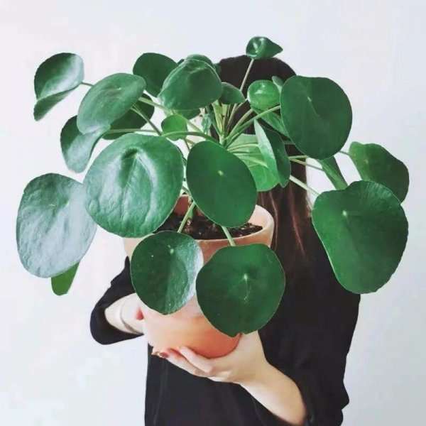 镜面草的风水作用