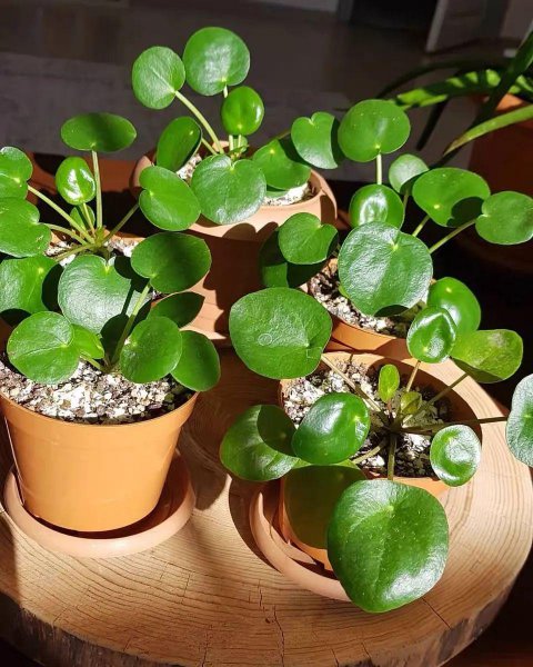 镜面草的风水作用