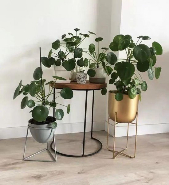 镜面草的风水作用