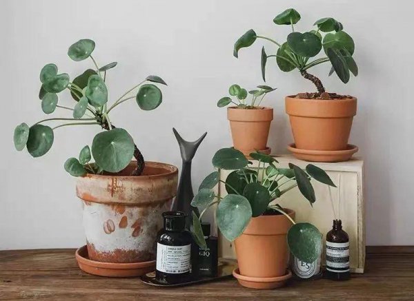 镜面草的风水作用