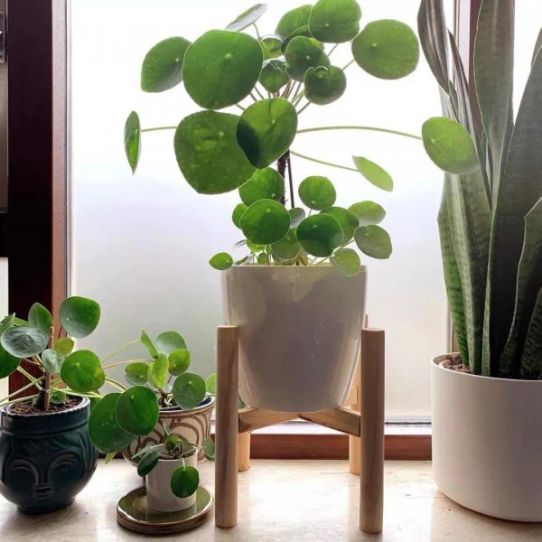 镜面草的风水作用