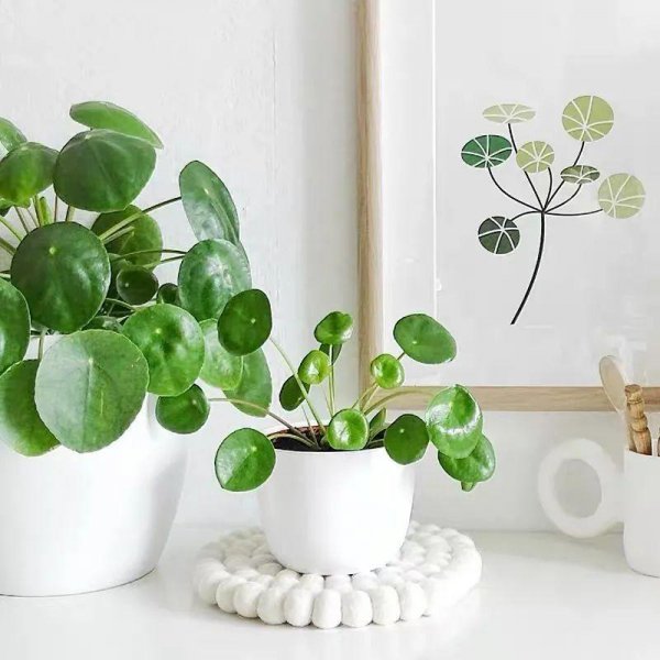 镜面草的风水作用