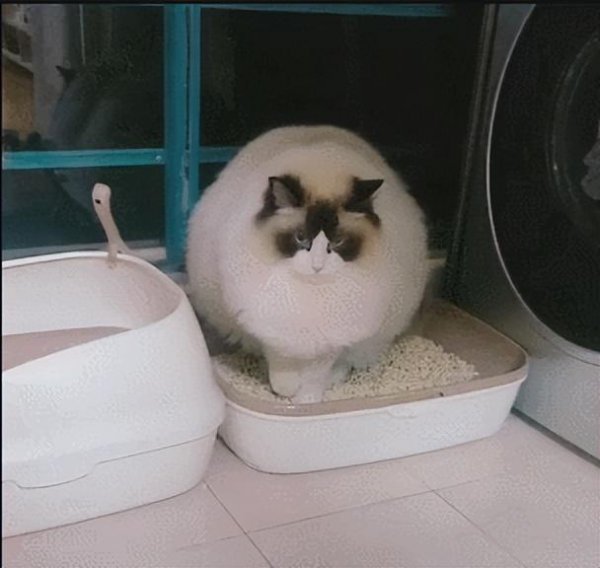 布偶猫性格优点缺点介绍