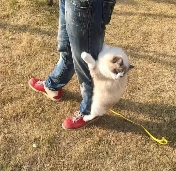 布偶猫性格优点缺点介绍