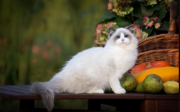 布偶猫性格优点缺点介绍