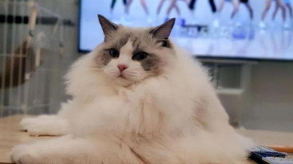 布偶猫性格优点缺点介绍