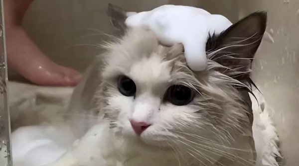 布偶猫性格优点缺点介绍