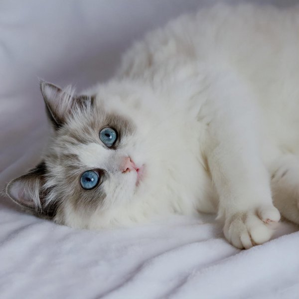 布偶猫性格优点缺点介绍