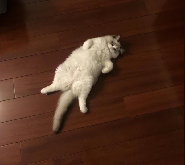 布偶猫性格优点缺点介绍