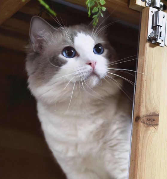 布偶猫性格优点缺点介绍