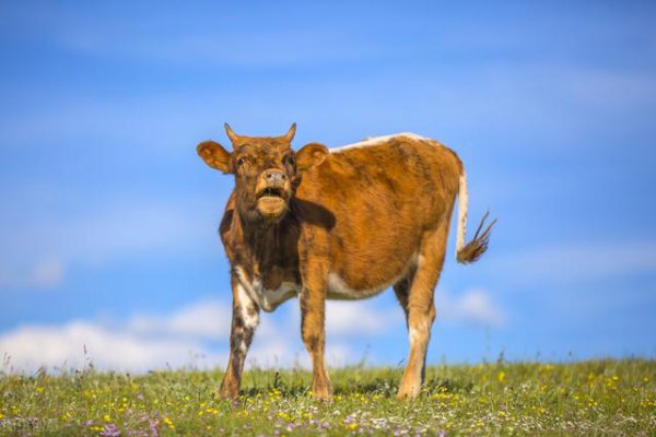 不喜欢到处说是非的生肖