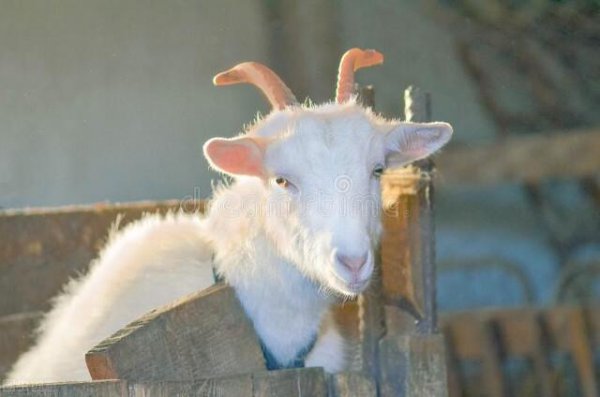 不喜欢到处说是非的生肖