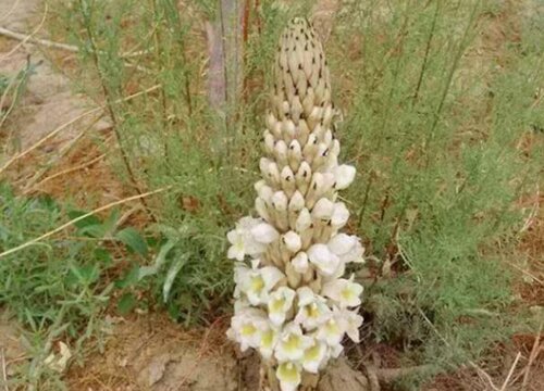 肉苁蓉属于什么类植物