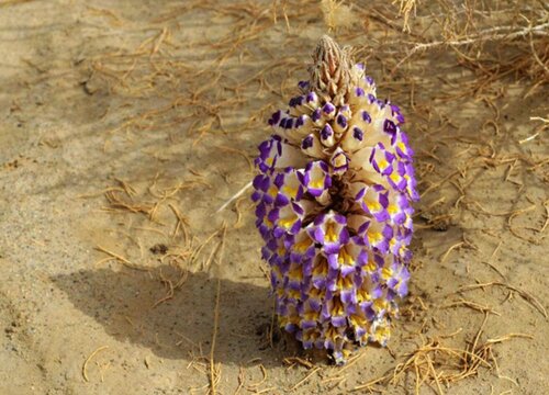 肉苁蓉属于什么类植物