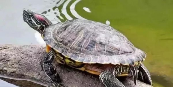 巴西红耳龟寿命最长多少年