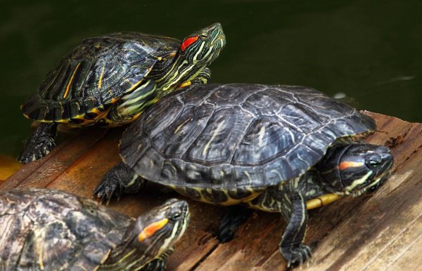 巴西红耳龟寿命最长多少年