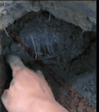 巴西红耳龟寿命最长多少年