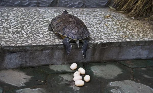 巴西红耳龟寿命最长多少年