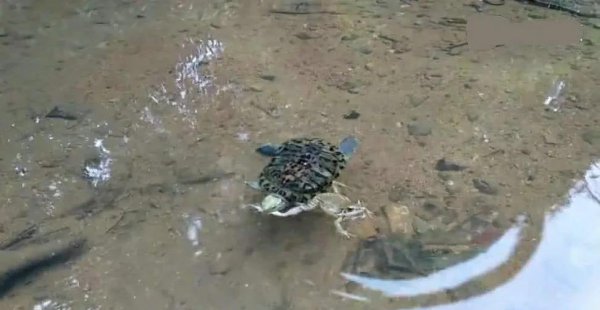 巴西红耳龟寿命最长多少年