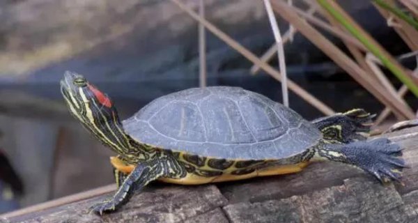 巴西红耳龟寿命最长多少年