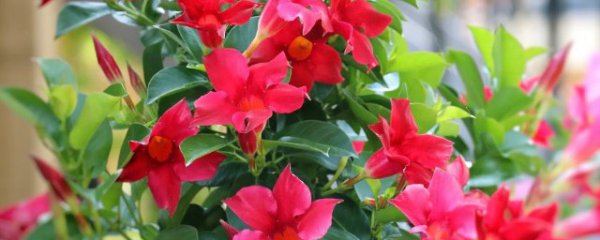 飘香滕种植与养护方法