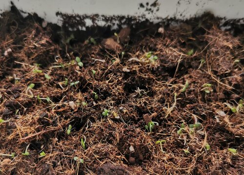 三色堇种子什么时候播种最好