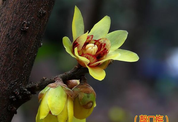 梅花颜色有哪些颜色和形状