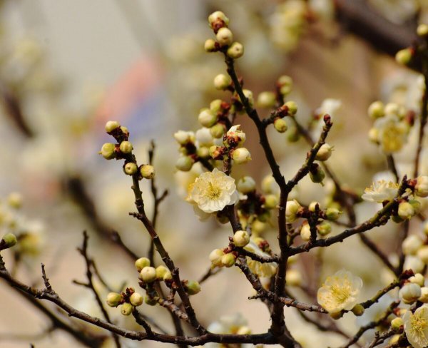 梅花颜色有哪些颜色和形状