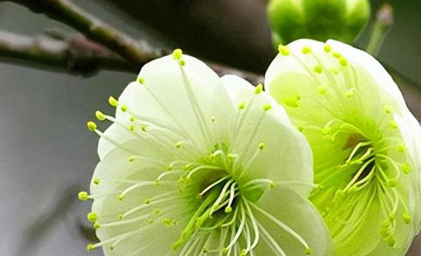 梅花颜色有哪些颜色和形状