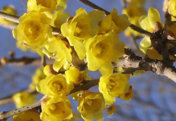 梅花颜色有哪些颜色和形状