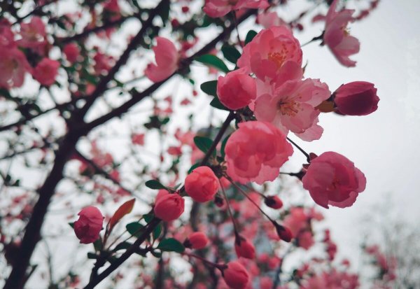 梅花颜色有哪些颜色和形状