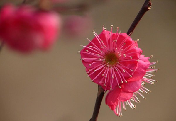梅花颜色有哪些颜色和形状