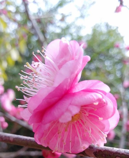 梅花颜色有哪些颜色和形状