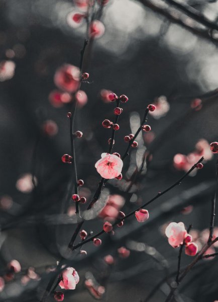 梅花颜色有哪些颜色和形状