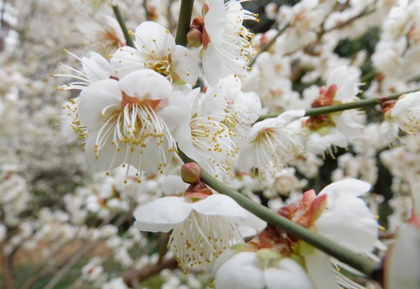 梅花颜色有哪些颜色和形状