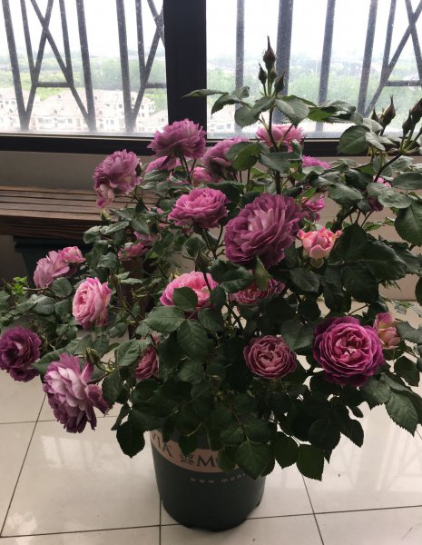 合唱团月季优缺点