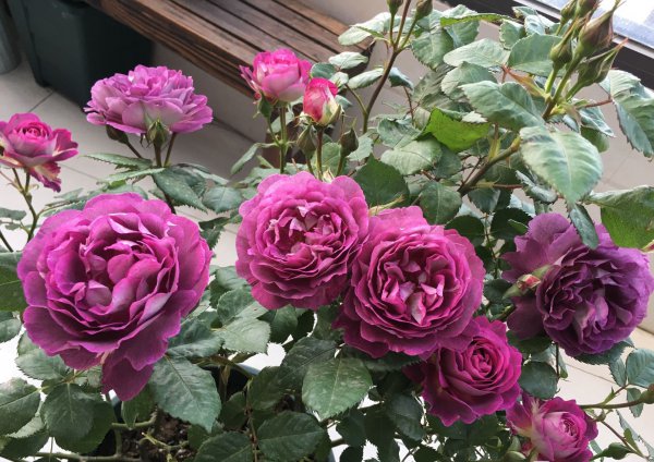 合唱团月季优缺点