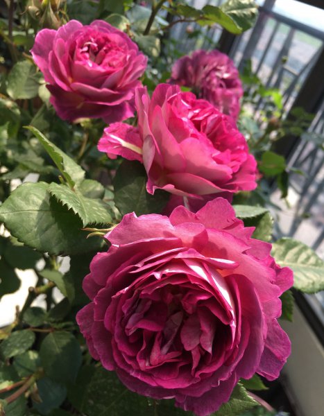 合唱团月季优缺点