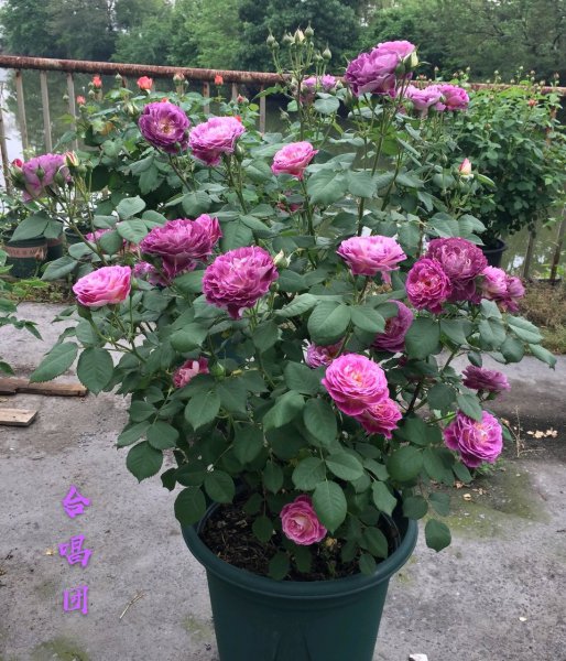 合唱团月季优缺点