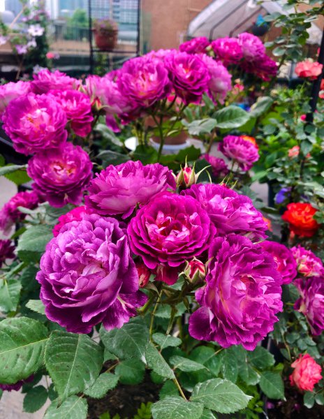 合唱团月季优缺点