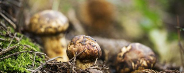 松茸一次吃多少合适