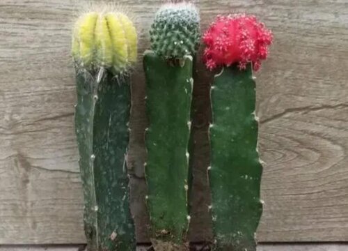 仙人掌花期几天