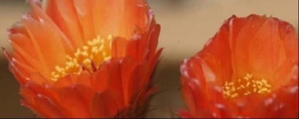 怎样去除花上的腻虫小妙招