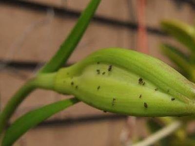 怎样去除花上的腻虫小妙招