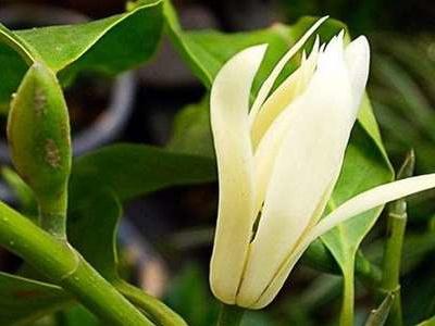 怎样去除花上的腻虫小妙招