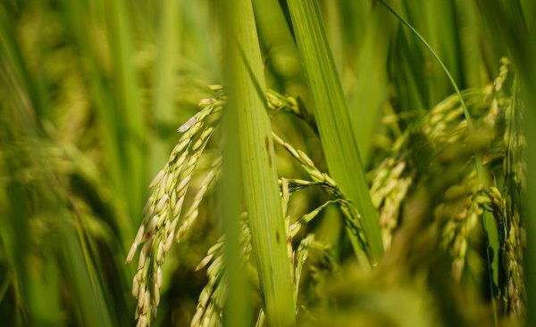 水稻稻瘟病用什么药防治好