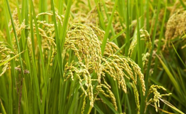 水稻稻瘟病用什么药防治好