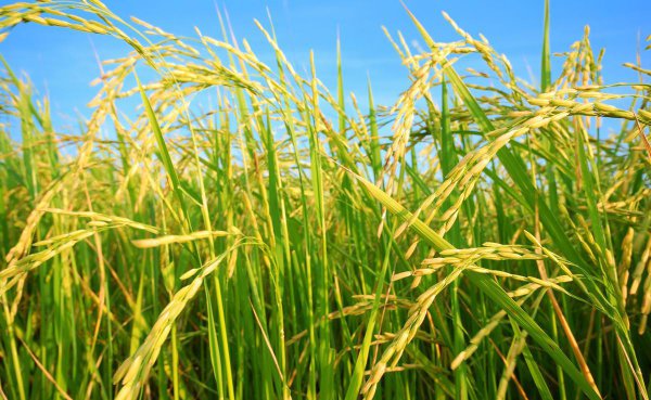 水稻稻瘟病用什么药防治好