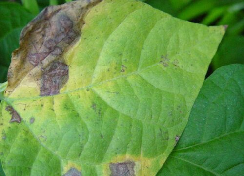 菜豆炭疽病的发病原因及治疗方法