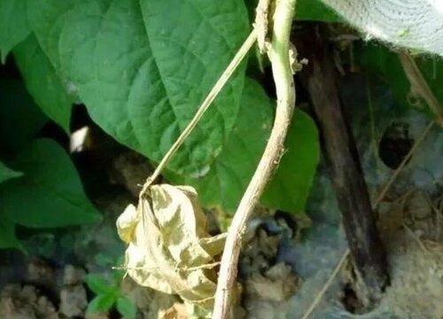 菜豆炭疽病的发病原因及治疗方法